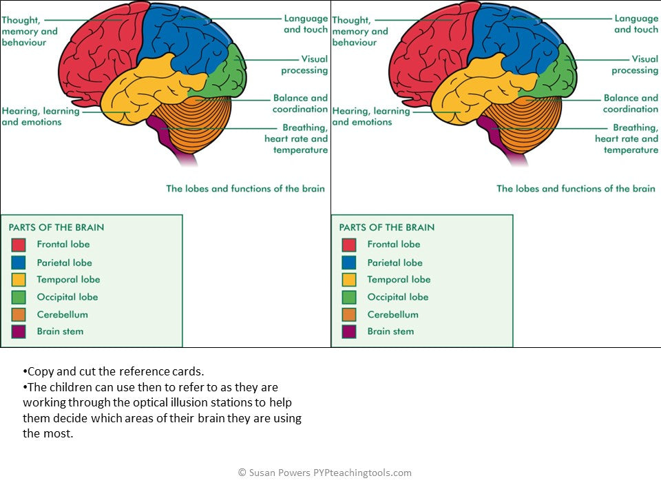 IB PYP SCIENCE UNIT OF INQUIRY HUMAN BODY SYSTEMS