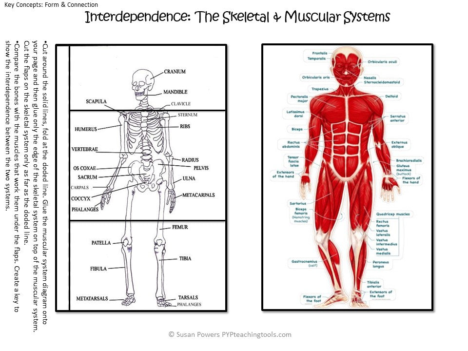 IB PYP SCIENCE UNIT OF INQUIRY HUMAN BODY SYSTEMS