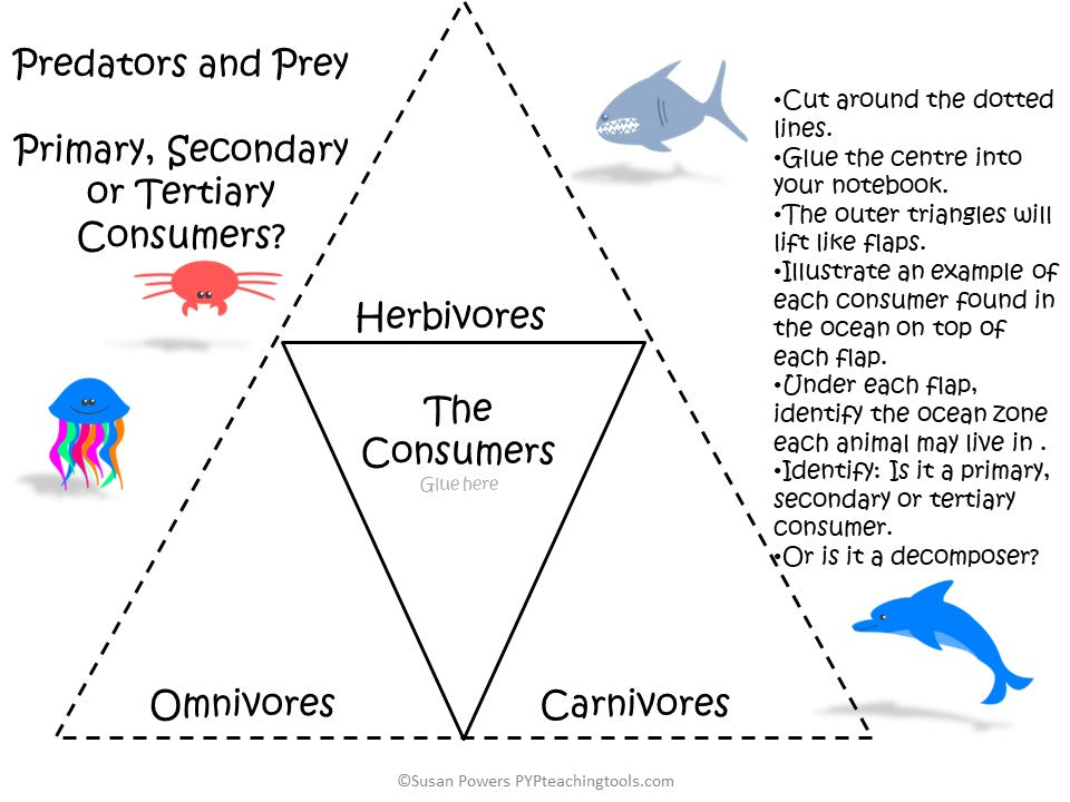 IB PYP Unit of Inquiry into Ocean Habitats and Interdependence