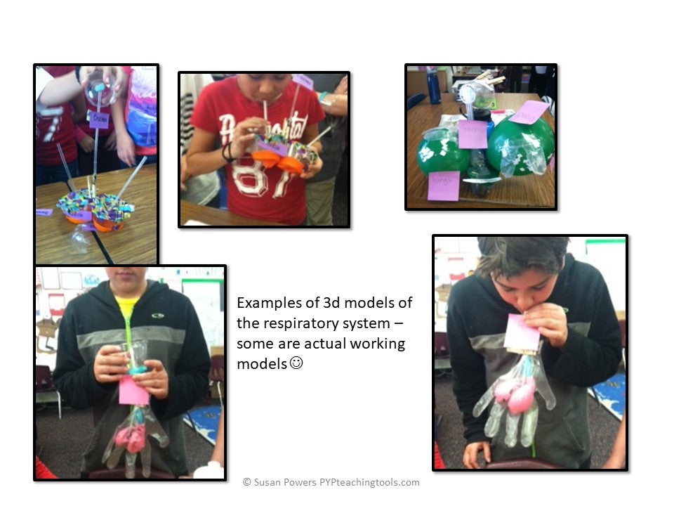 IB PYP SCIENCE UNIT OF INQUIRY HUMAN BODY SYSTEMS